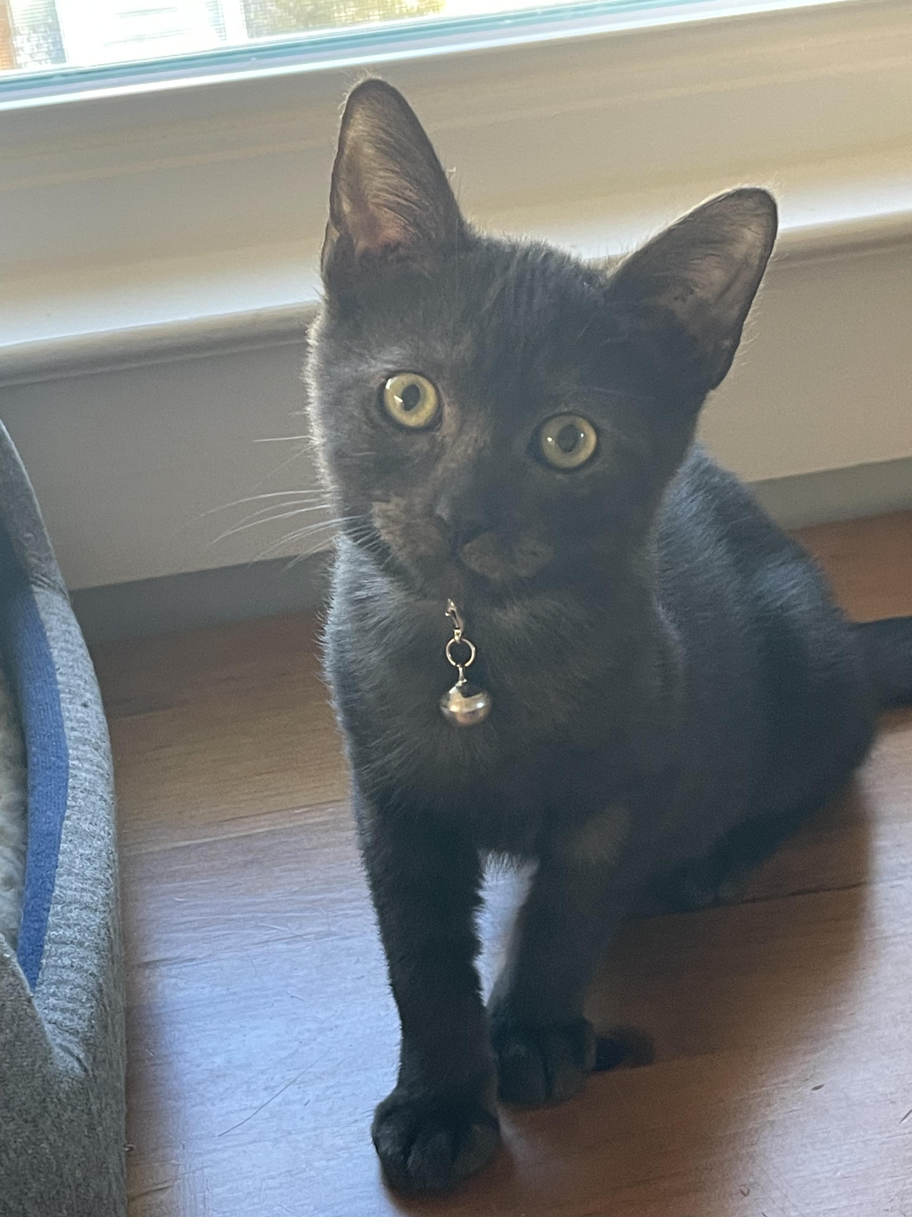 Cocoa (aka “The Thinker”), Adoptable, Kitten Female Domestic Short Hair.