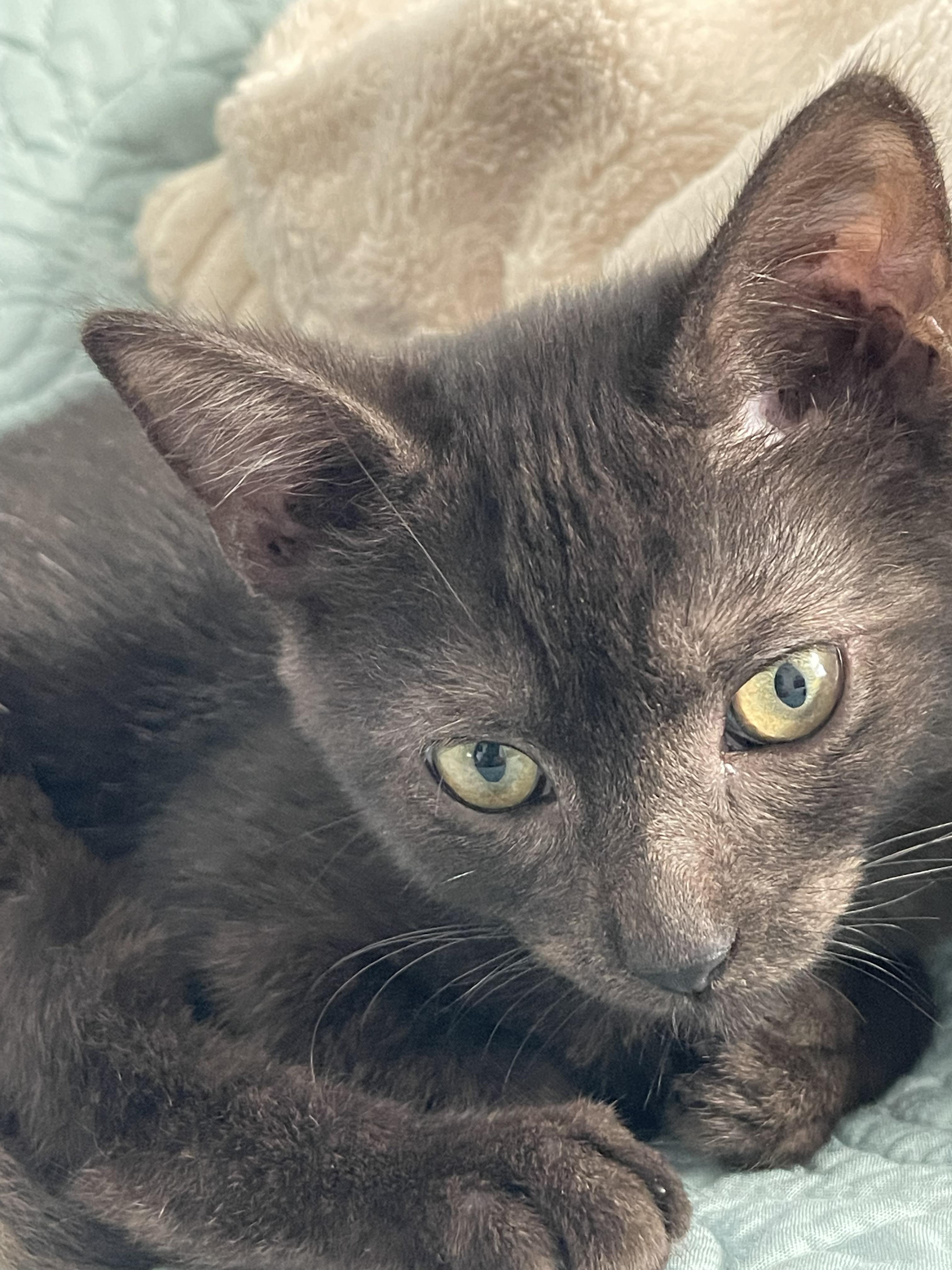 Cocoa (aka “The Thinker”), a Adoptable Domestic Short Hair in Wilmington, NC image 2/6