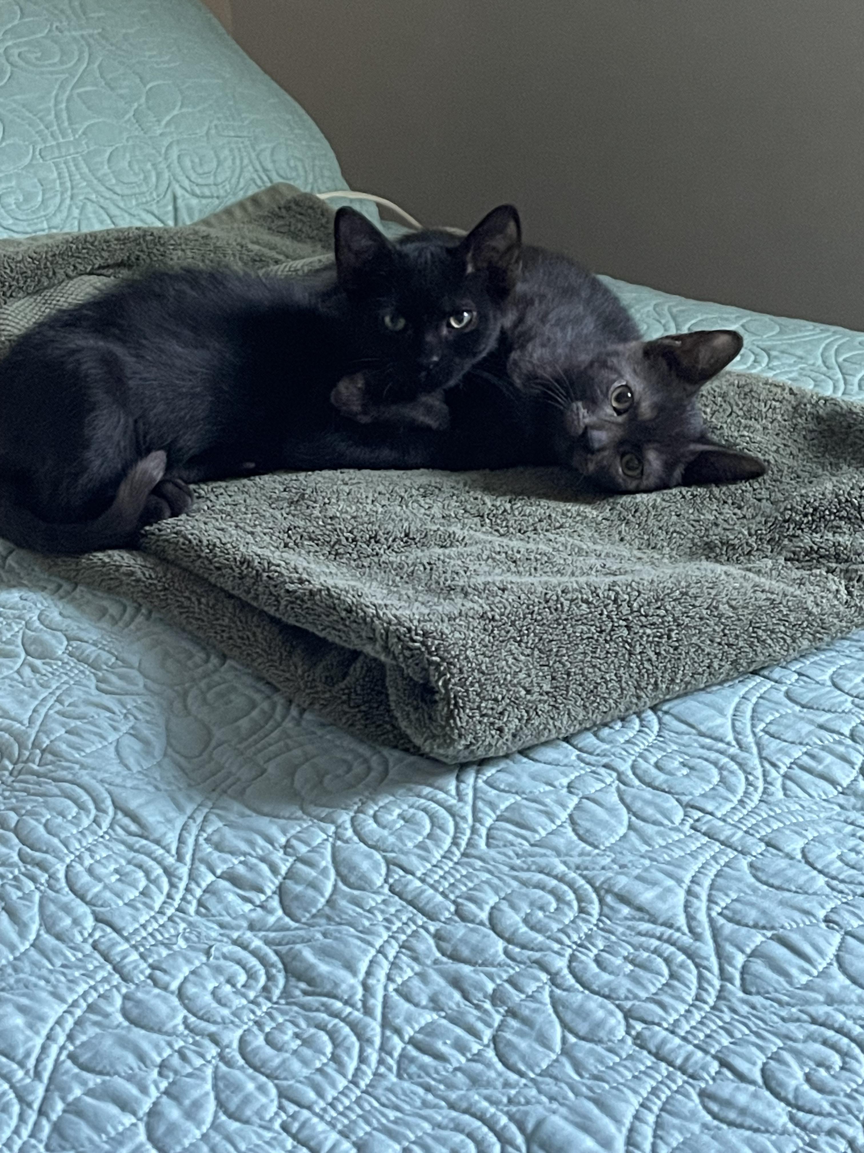 Cocoa (aka “The Thinker”), a Adoptable Domestic Short Hair in Wilmington, NC image 6/6