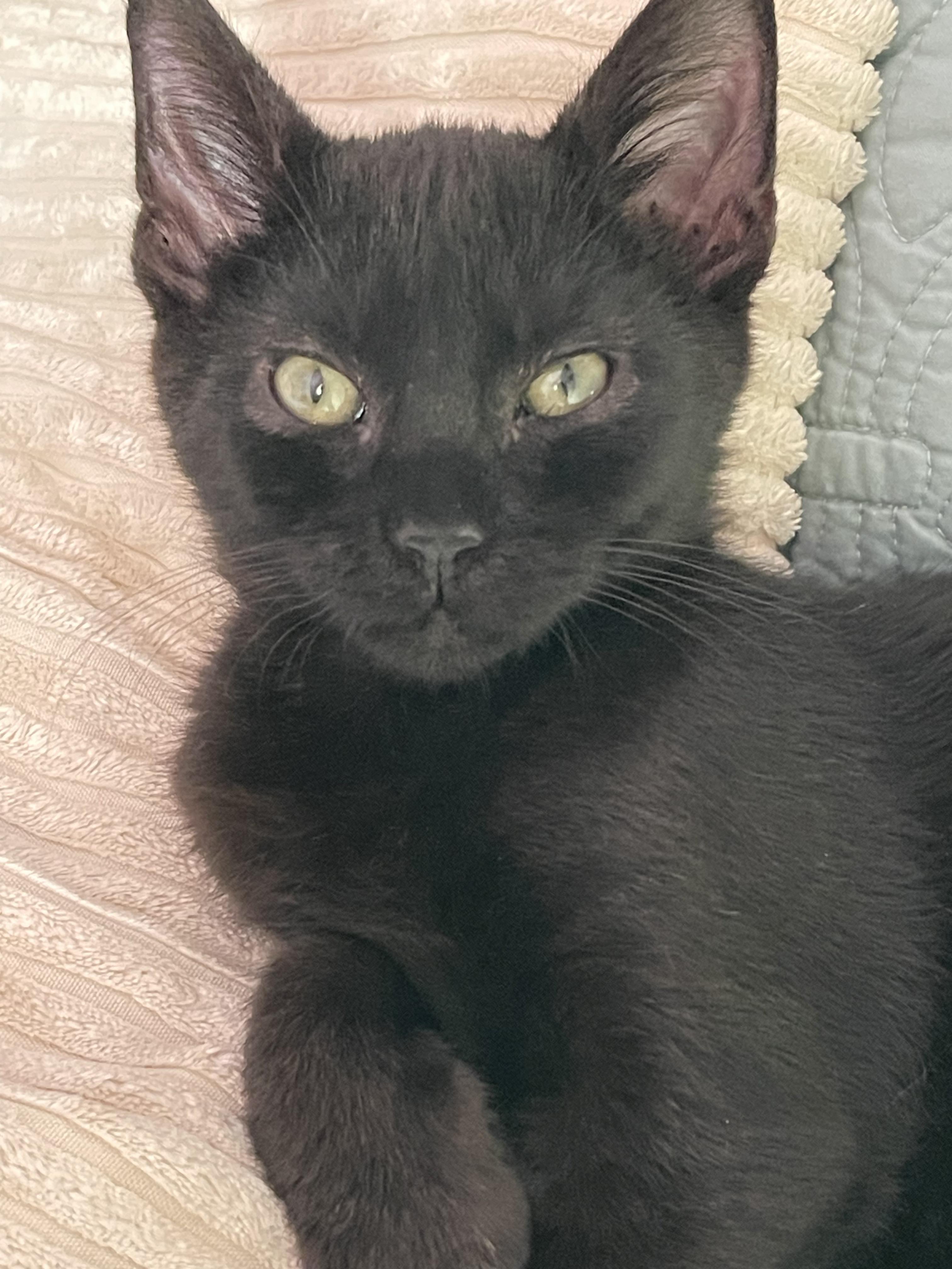 Cocoa (aka “The Thinker”), a Adoptable Domestic Short Hair in Wilmington, NC image 4/6