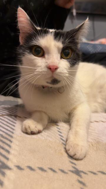 Moo moo, Adoptable, Young Female Domestic Short Hair.
