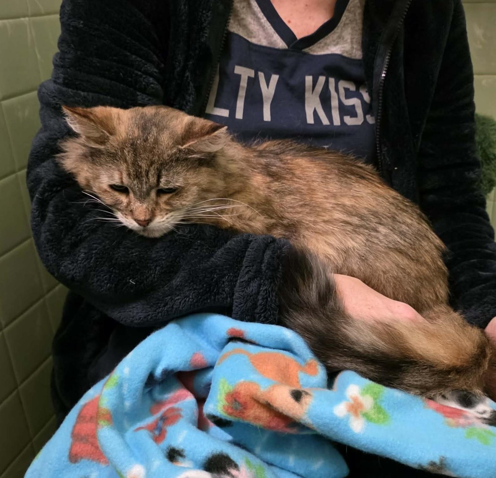 Enlarge Lucille, a Adoptable mixed breed in Chicago, IL image 4/6