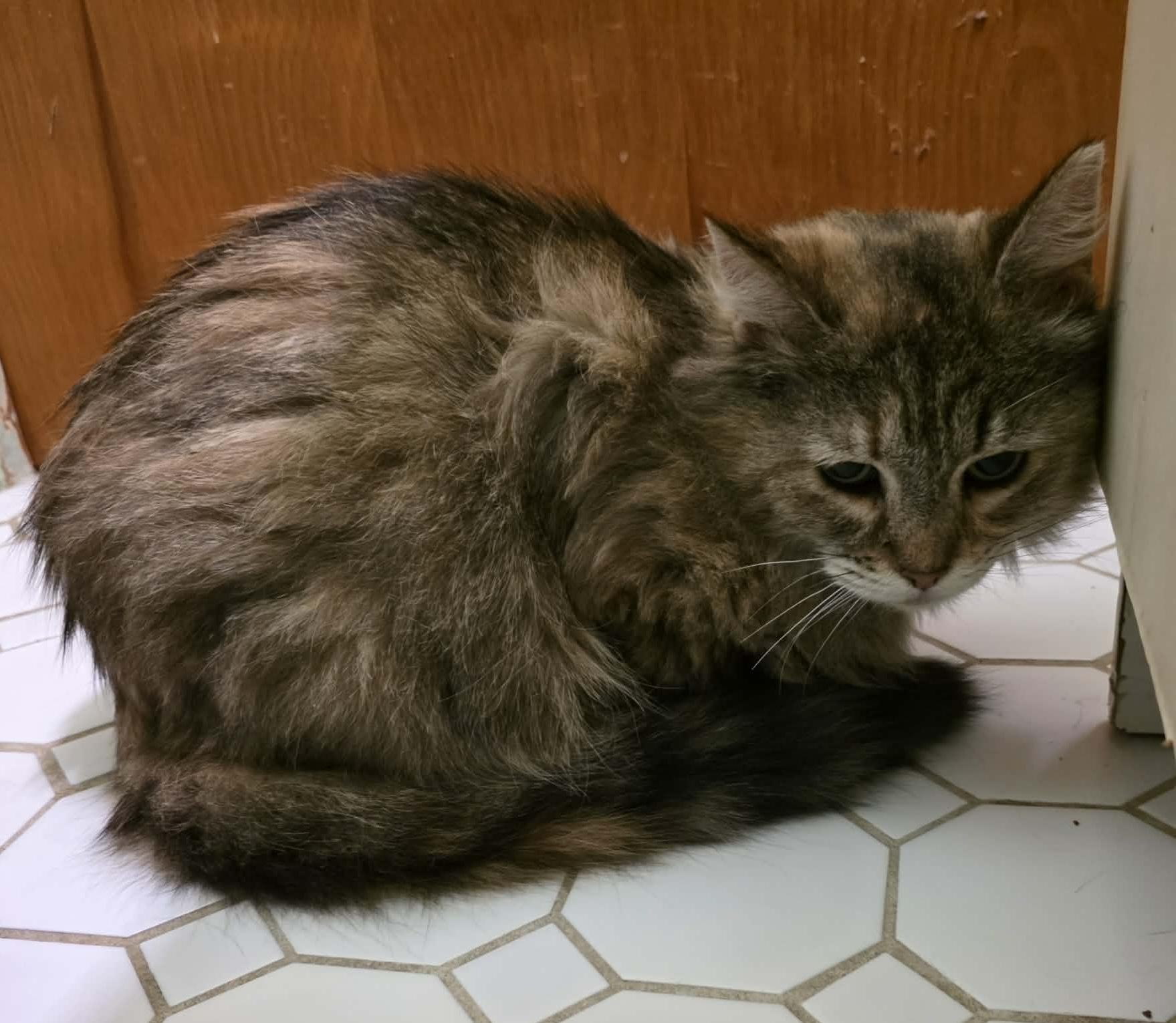 Enlarge Lucille, a Adoptable mixed breed in Chicago, IL image 2/6