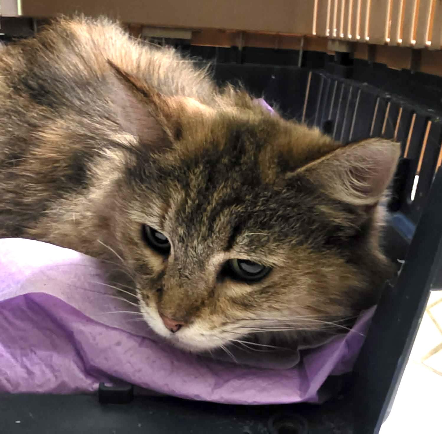 Enlarge Lucille, a Adoptable mixed breed in Chicago, IL image 3/6