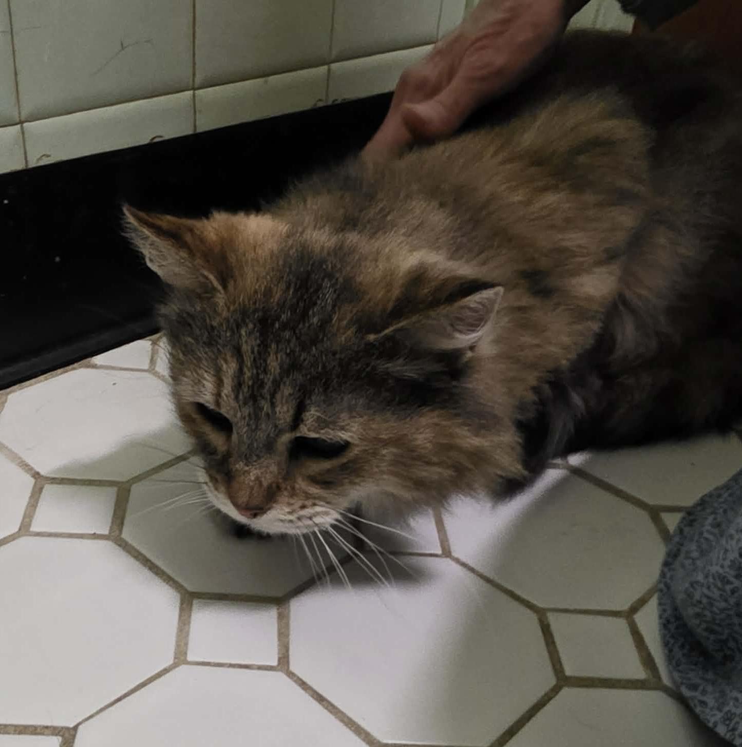 Enlarge Lucille, a Adoptable mixed breed in Chicago, IL image 5/6