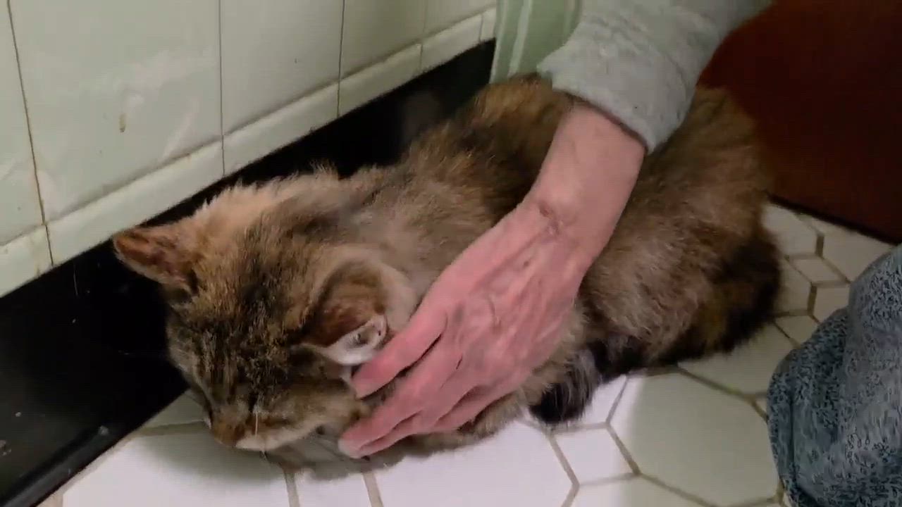 Enlarge Lucille, a Adoptable mixed breed in Chicago, IL video 6/6