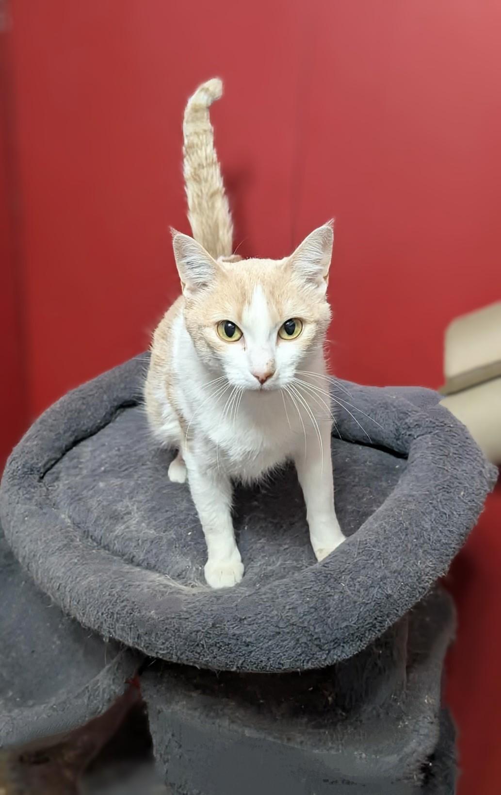 Daisy, ADOPTABLE, Young Female Domestic Short Hair.