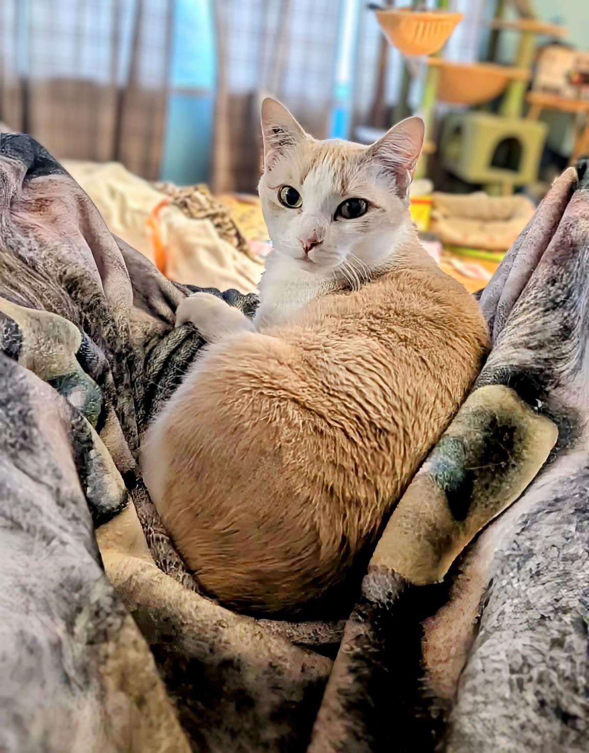 Daisy, a ADOPTABLE Domestic Short Hair in Winnipeg, MB image 4/5