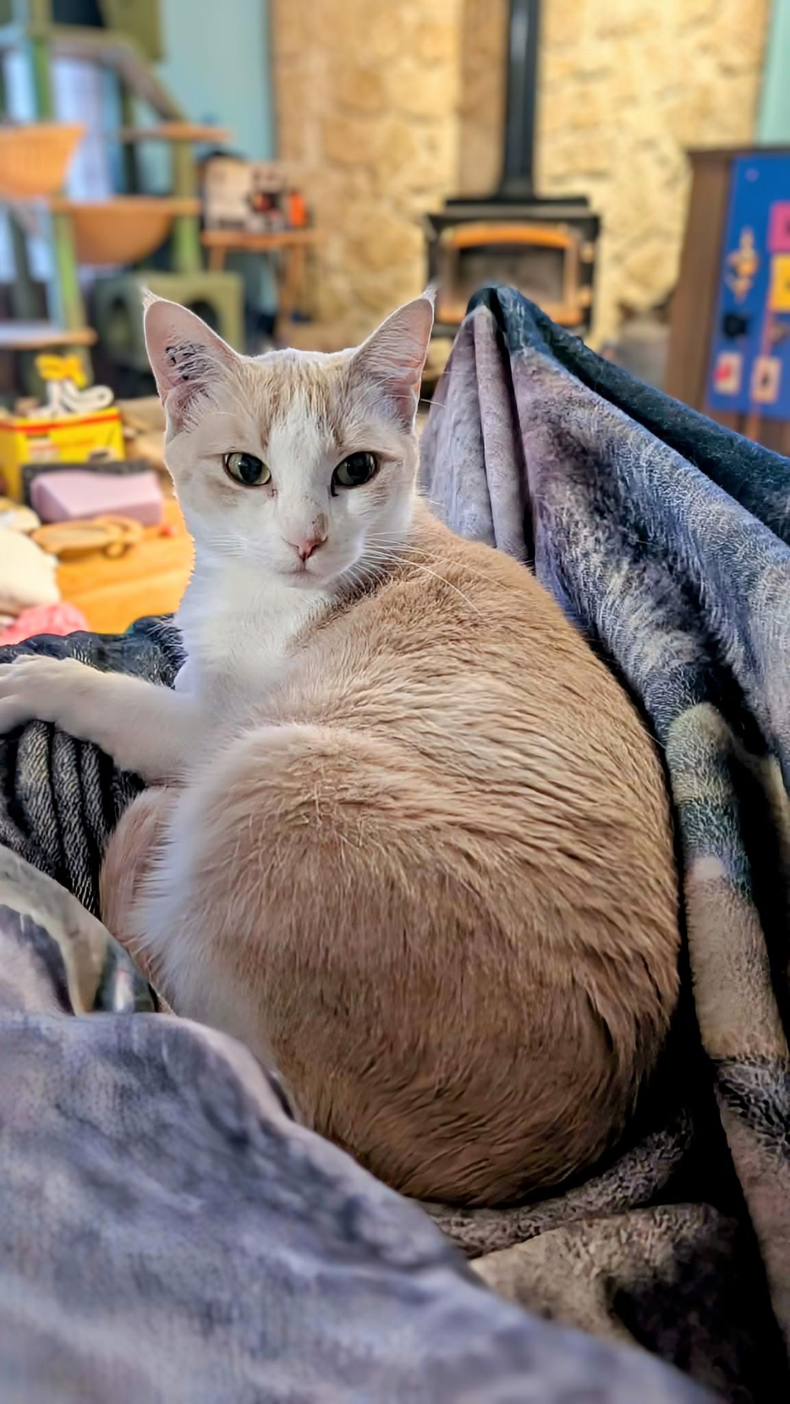 Daisy, a ADOPTABLE Domestic Short Hair in Winnipeg, MB image 2/5