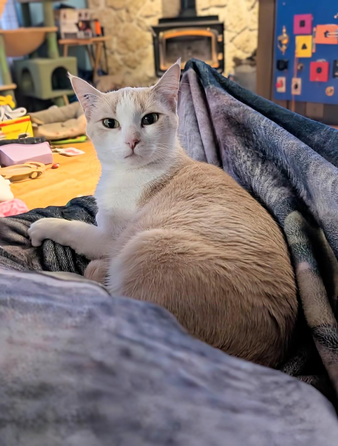 Daisy, a ADOPTABLE Domestic Short Hair in Winnipeg, MB image 3/5