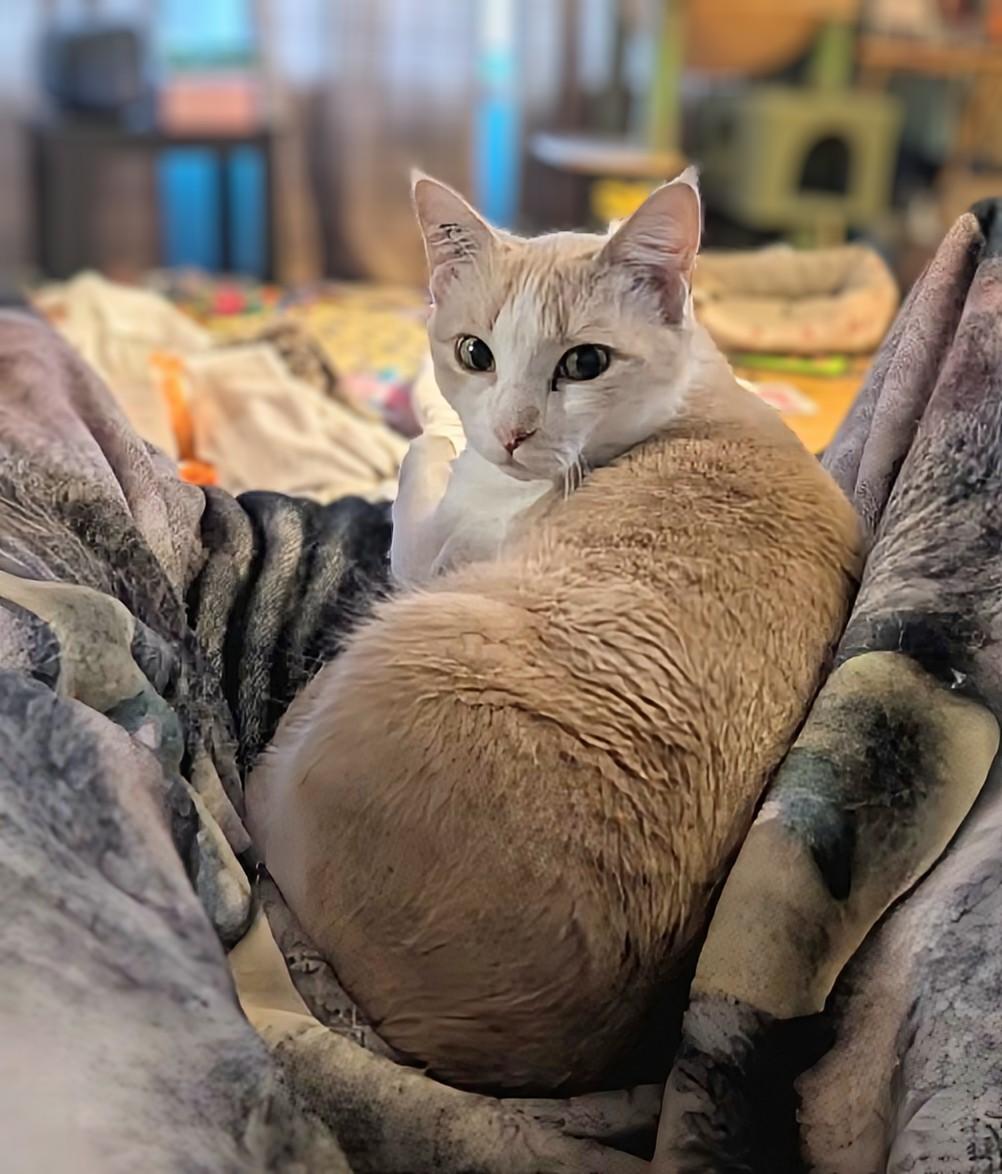 Daisy, a ADOPTABLE Domestic Short Hair in Winnipeg, MB image 5/5