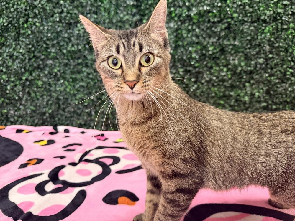 **Cat Cafe** Yuna, Adoptable, Adult Female Domestic Short Hair.