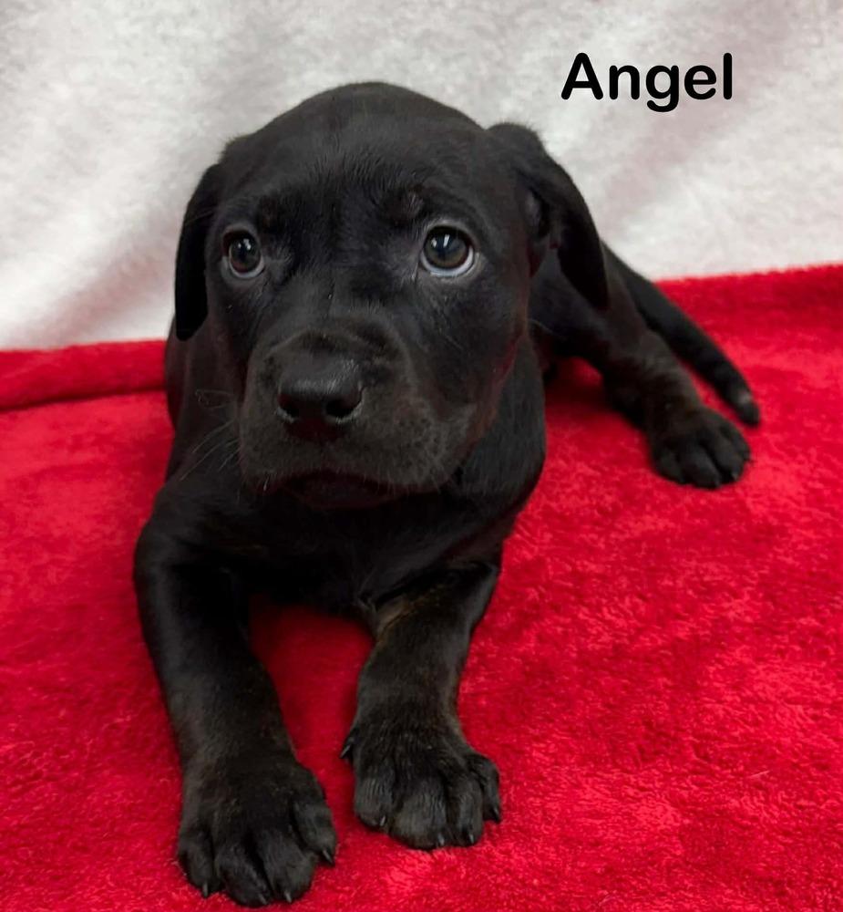 Enlarge Angel   (AC Babies 2025), a Adoptable mixed breed in Wenonah, NJ image 1/1