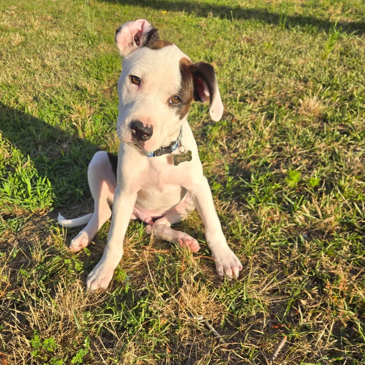 Folly, ADOPTABLE, Young Male Boxer.