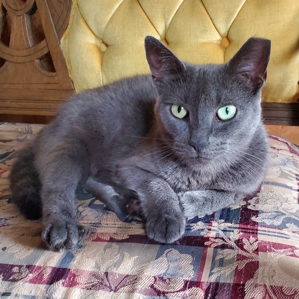 Enlarge Opal, a Adoptable Domestic Short Hair image 1/1