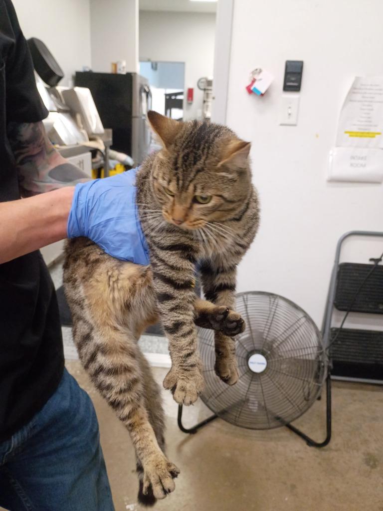 Hamm, Adoptable, Young Male Domestic Short Hair.