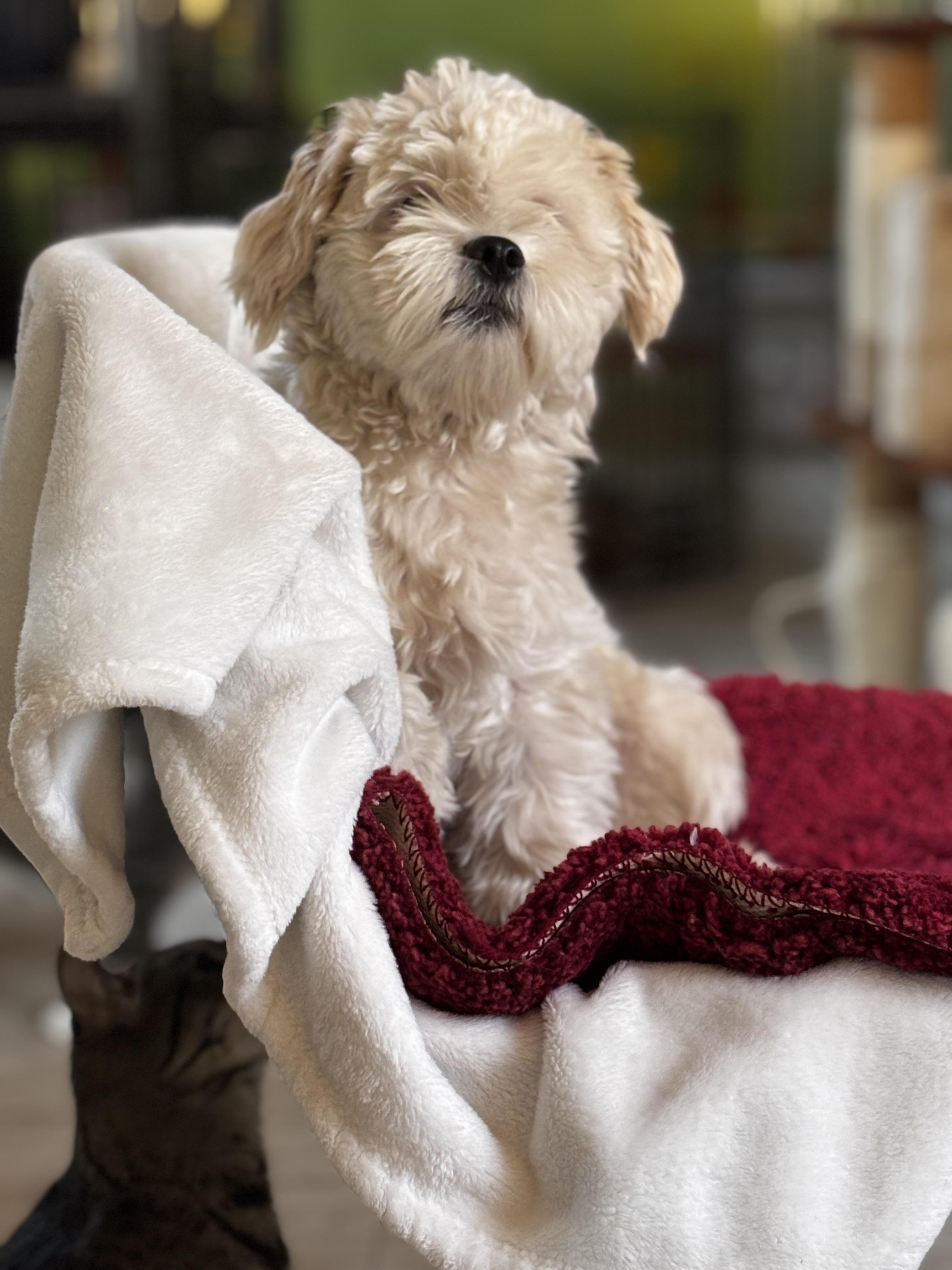 Cookie, Adopted, Young Male Maltese & Poodle.