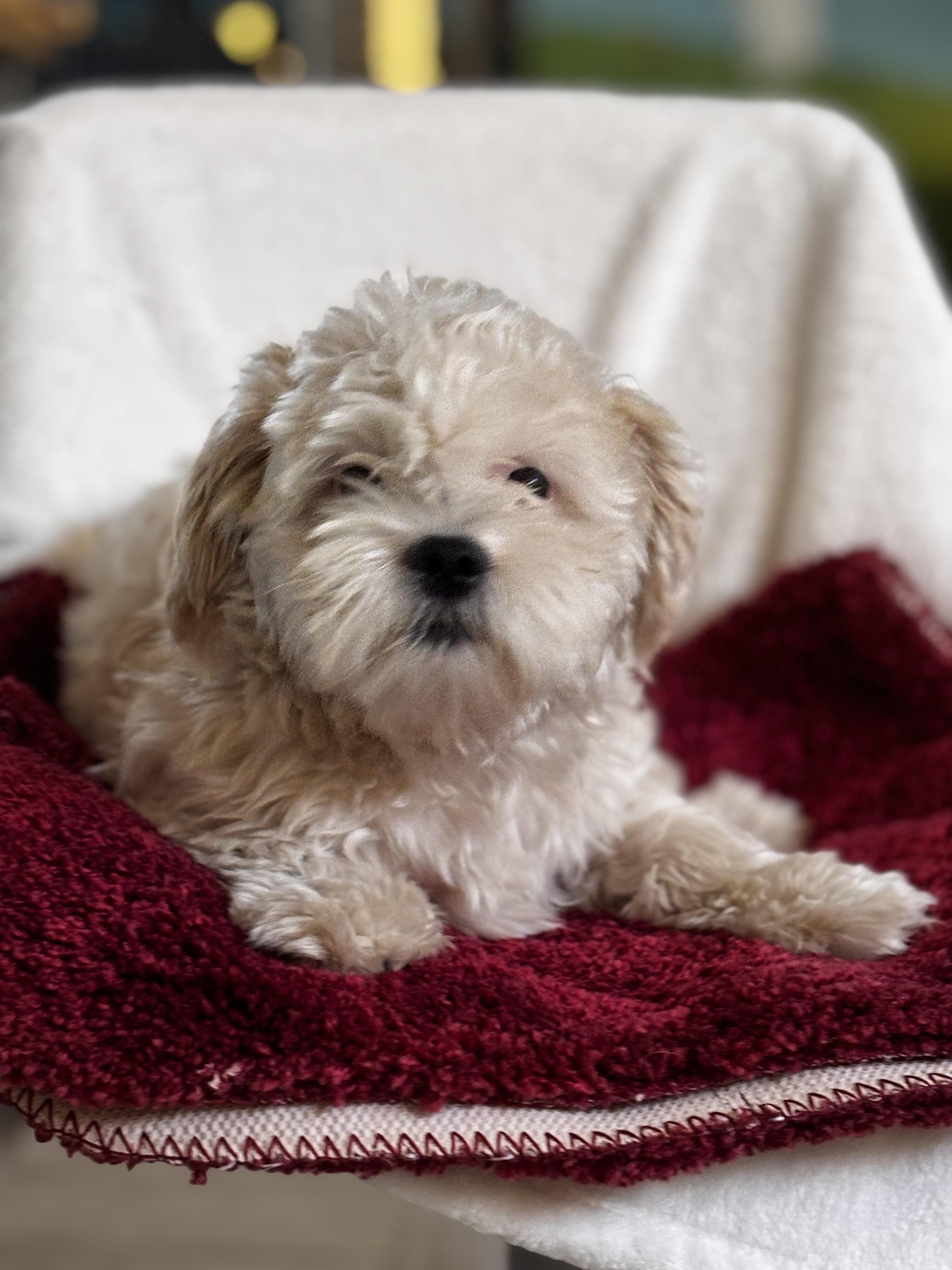 Cookie, a Adopted mixed breed in Helendale, CA image 2/4