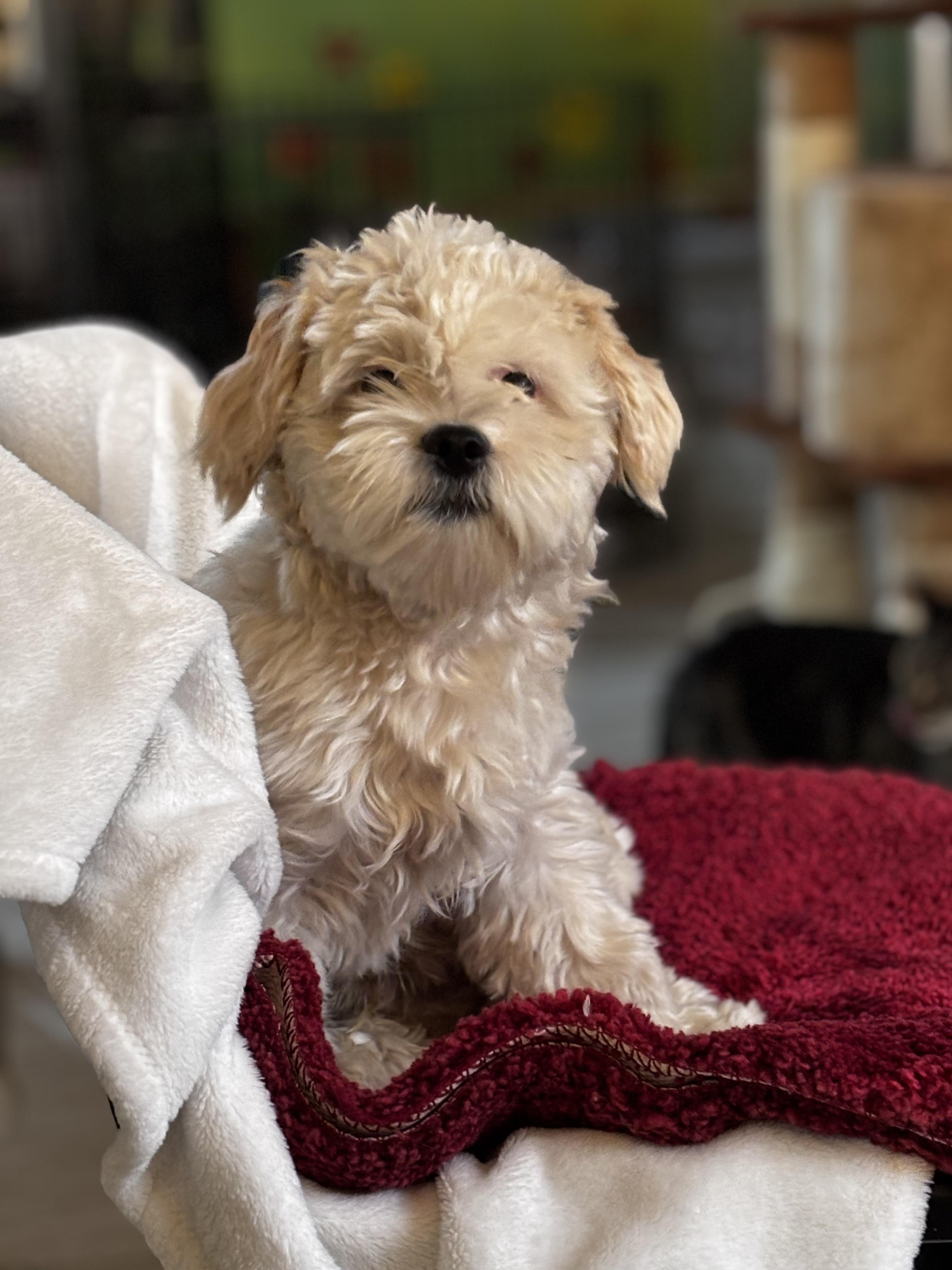 Cookie, a Adopted mixed breed in Helendale, CA image 3/4