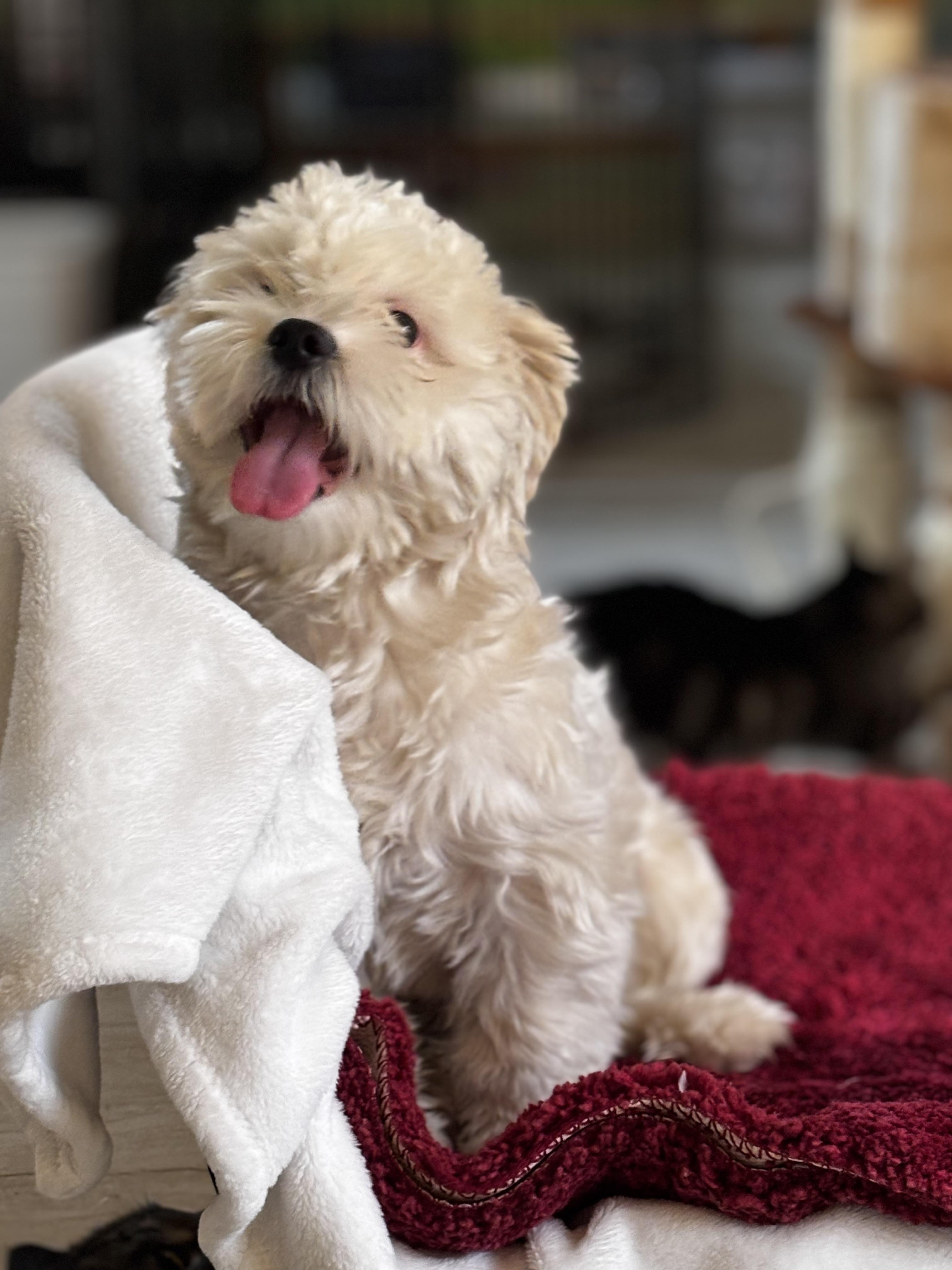 Cookie, a Adopted mixed breed in Helendale, CA image 4/4