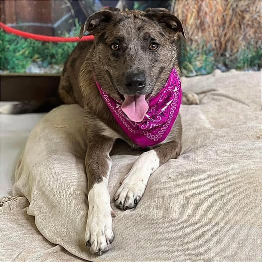 Enlarge Chase "Cash", a Adoptable mixed breed in Weatherford, TX image 1/2