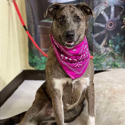 Enlarge Chase "Cash", a Adoptable mixed breed in Weatherford, TX image 2/2