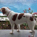 BEAR #20038513 TEXAS, a Adopted Brittany Spaniel in Fulshear, TX image 2/2