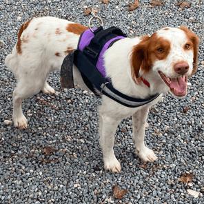 BEAR #20038513 TEXAS, Adopted, Adult Male Brittany Spaniel.