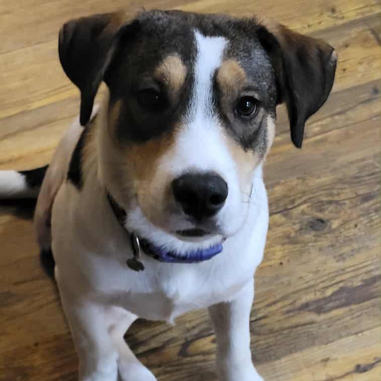 Rocky, Adoptable, Young Male Beagle & Jack Russell Terrier.