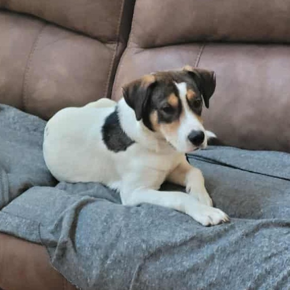 Enlarge Rocky, a Adoptable mixed breed in Broad Brook, CT image 3/4