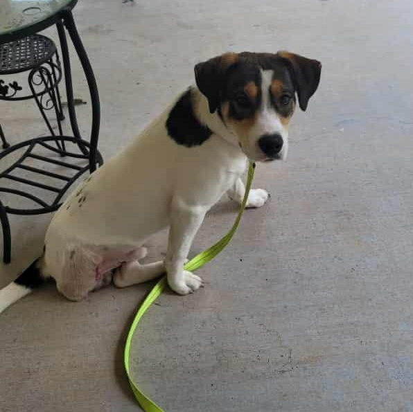Enlarge Rocky, a Adoptable mixed breed in Broad Brook, CT image 4/4