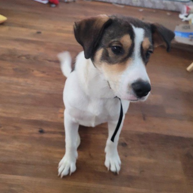 Enlarge Rocky, a Adoptable mixed breed in Broad Brook, CT image 2/4