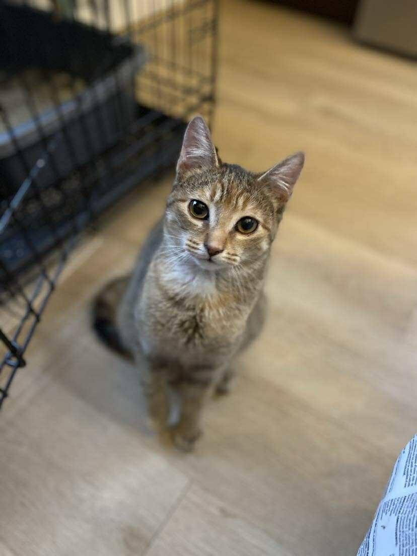 Wesley & Adeline, a ADOPTABLE Domestic Short Hair in London, ON image 2/3