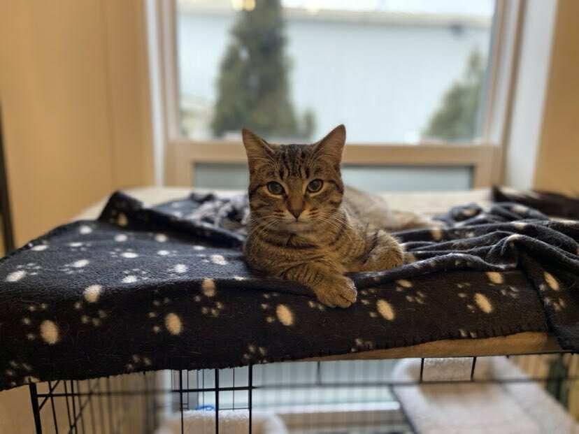 Wesley & Adeline, a ADOPTABLE Domestic Short Hair in London, ON image 3/3