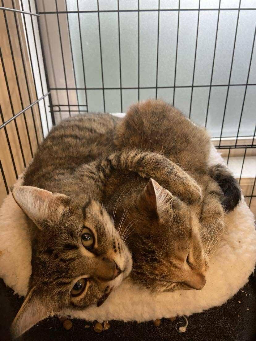 Wesley & Adeline, a ADOPTABLE Domestic Short Hair in London, ON image 1/3