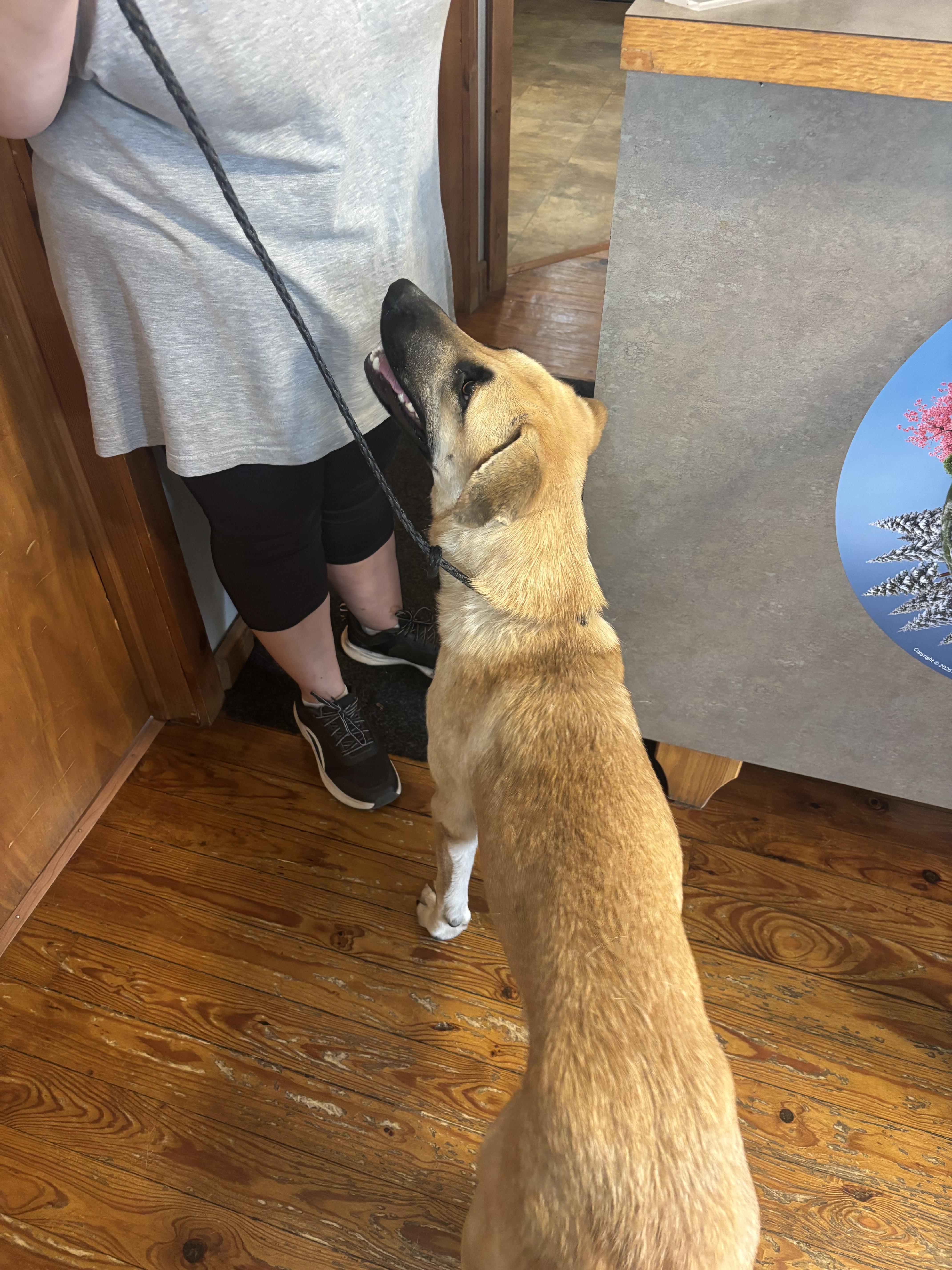 Enlarge Nicki, a Adoptable Anatolian Shepherd in Welling, OK image 1/3