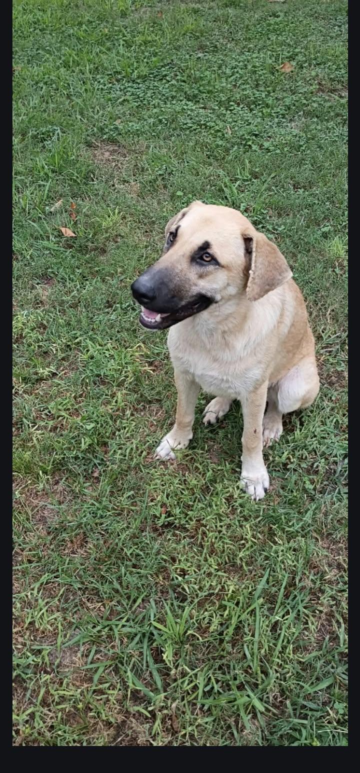 Enlarge Nicki, a Adoptable Anatolian Shepherd in Welling, OK image 2/3