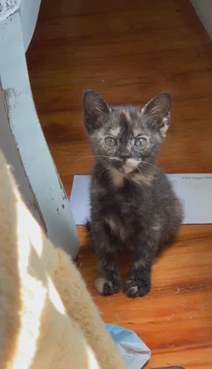 Enlarge Fiji, a Adopted Tortoiseshell in Dawson, GA video 1/4