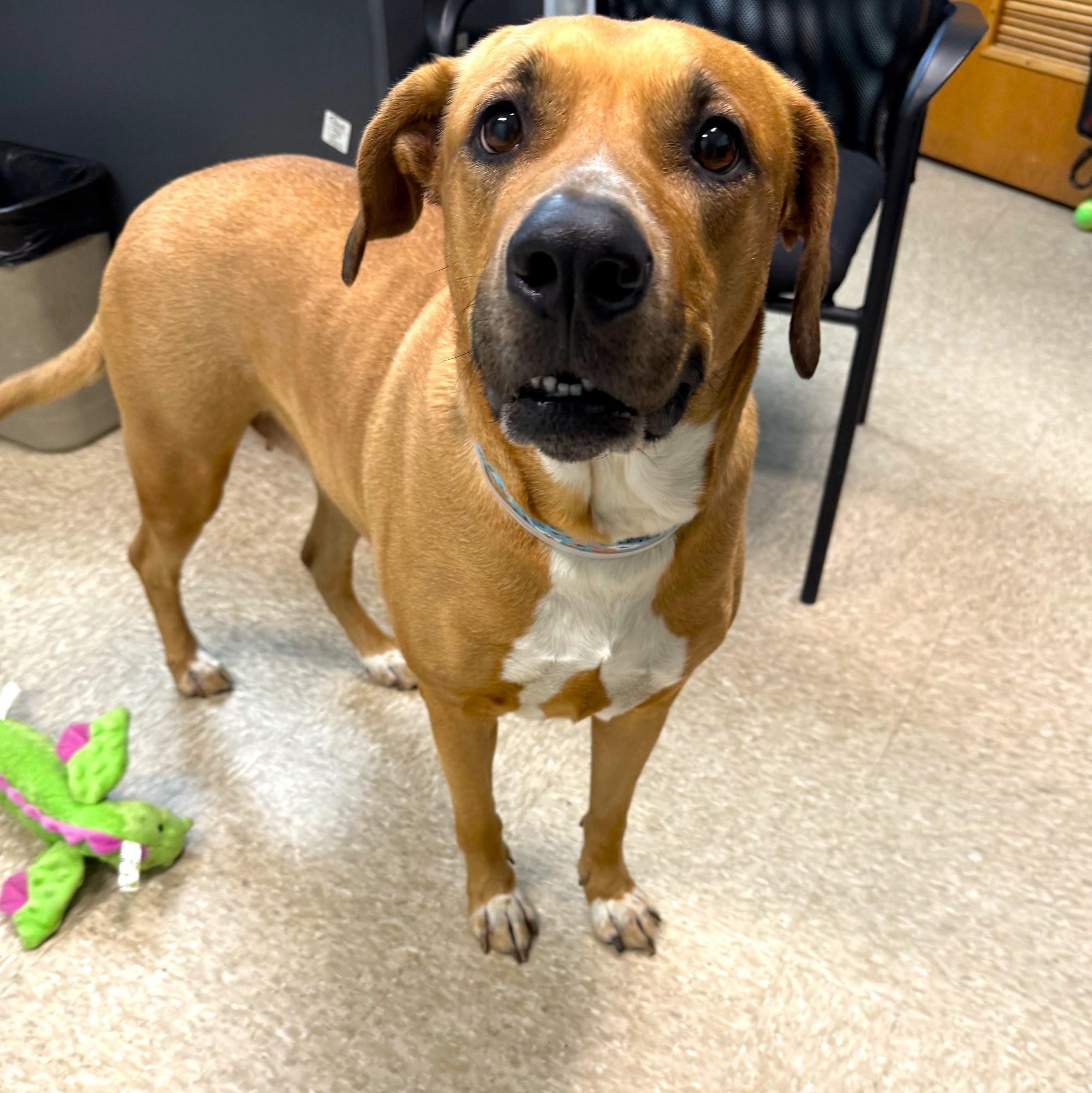 Enlarge Trixie, an adopted Mixed Breed in Brookhaven, NY image 2/2