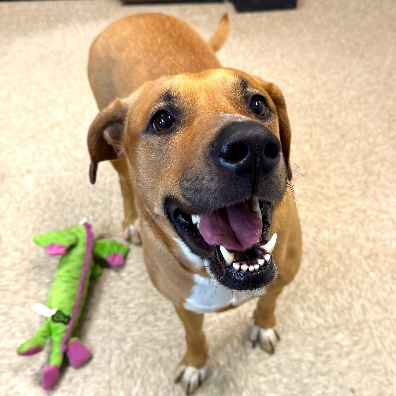 Trixie, adopted, Adult Female Mixed Breed.