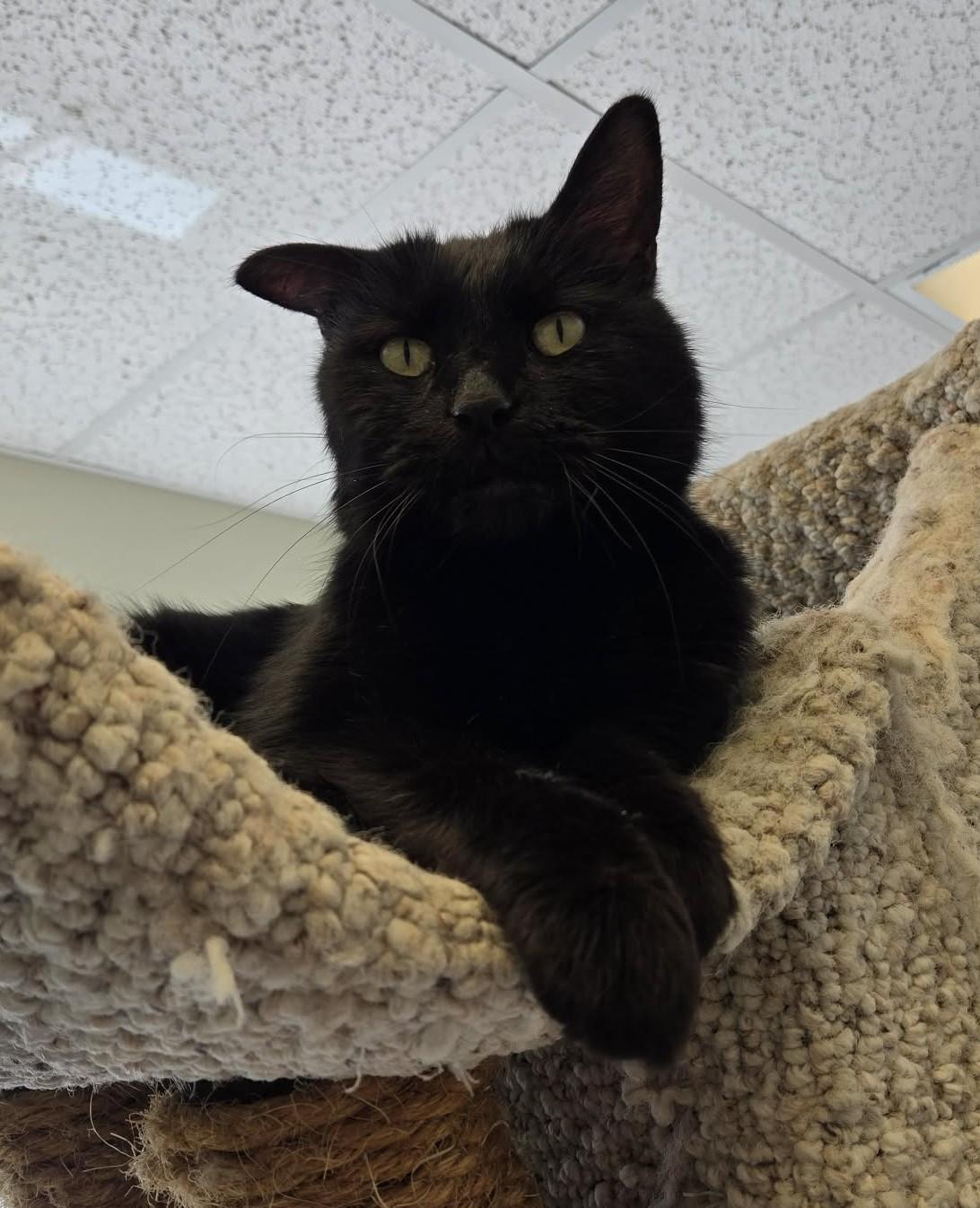 Enlarge Onyx, an adopted mixed breed in Larned, KS image 4/5