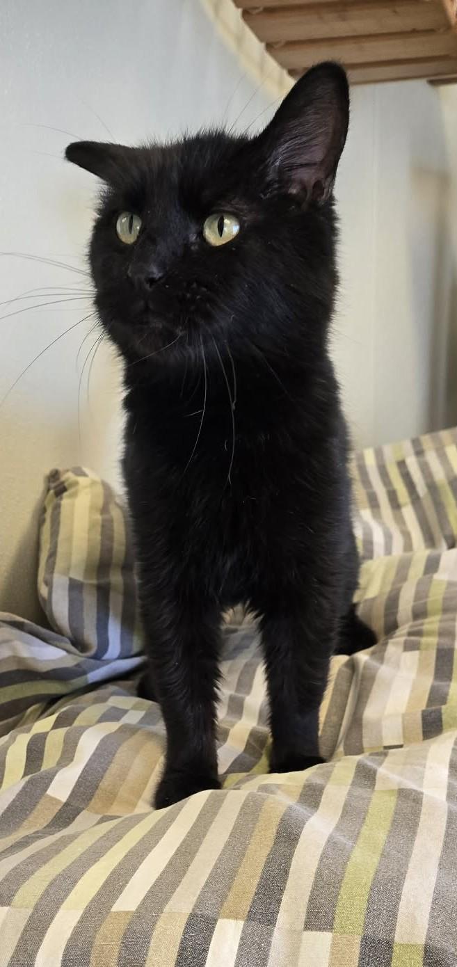 Onyx, adopted, Adult Male Domestic Short Hair.