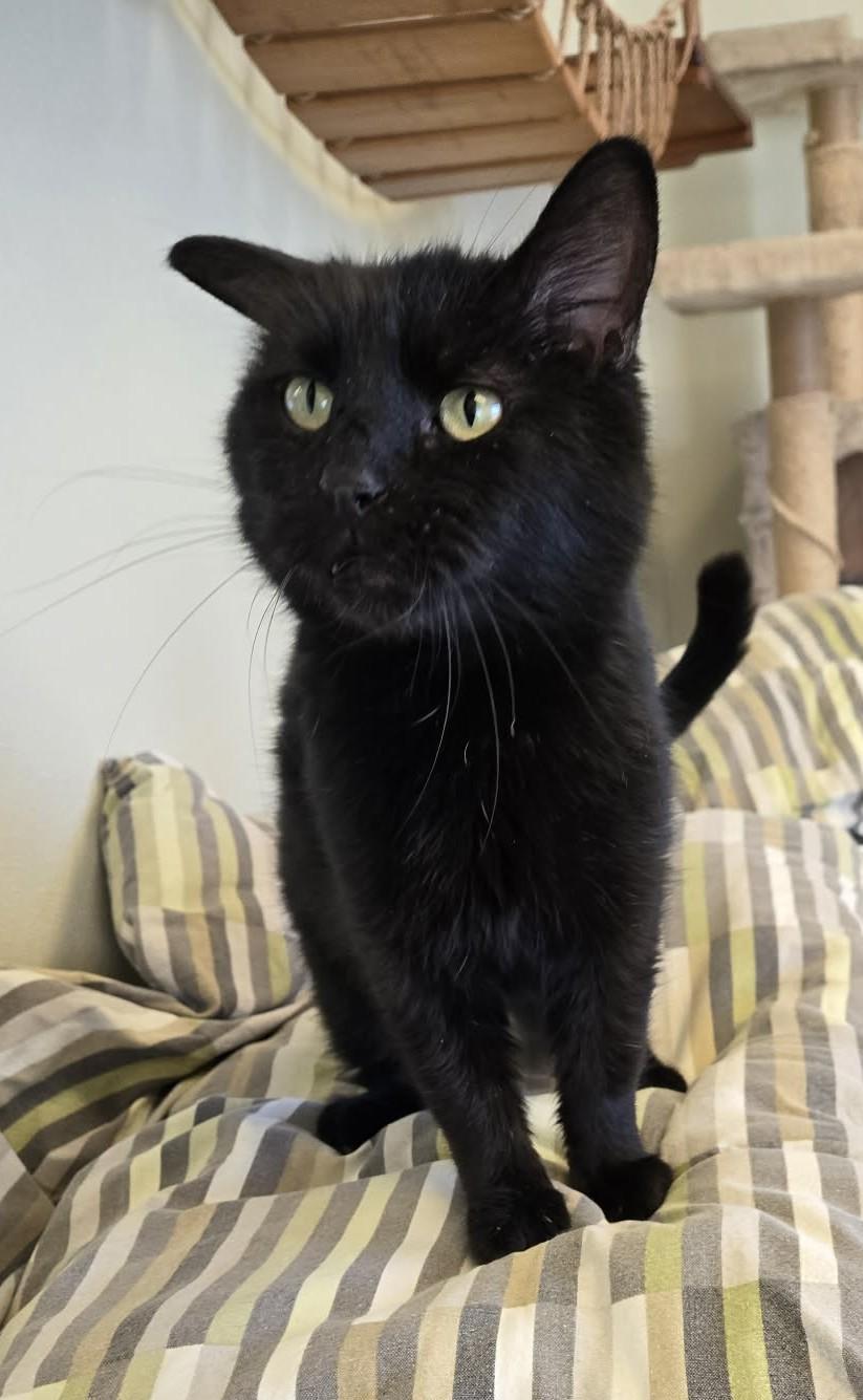 Enlarge Onyx, an adopted mixed breed in Larned, KS image 2/5