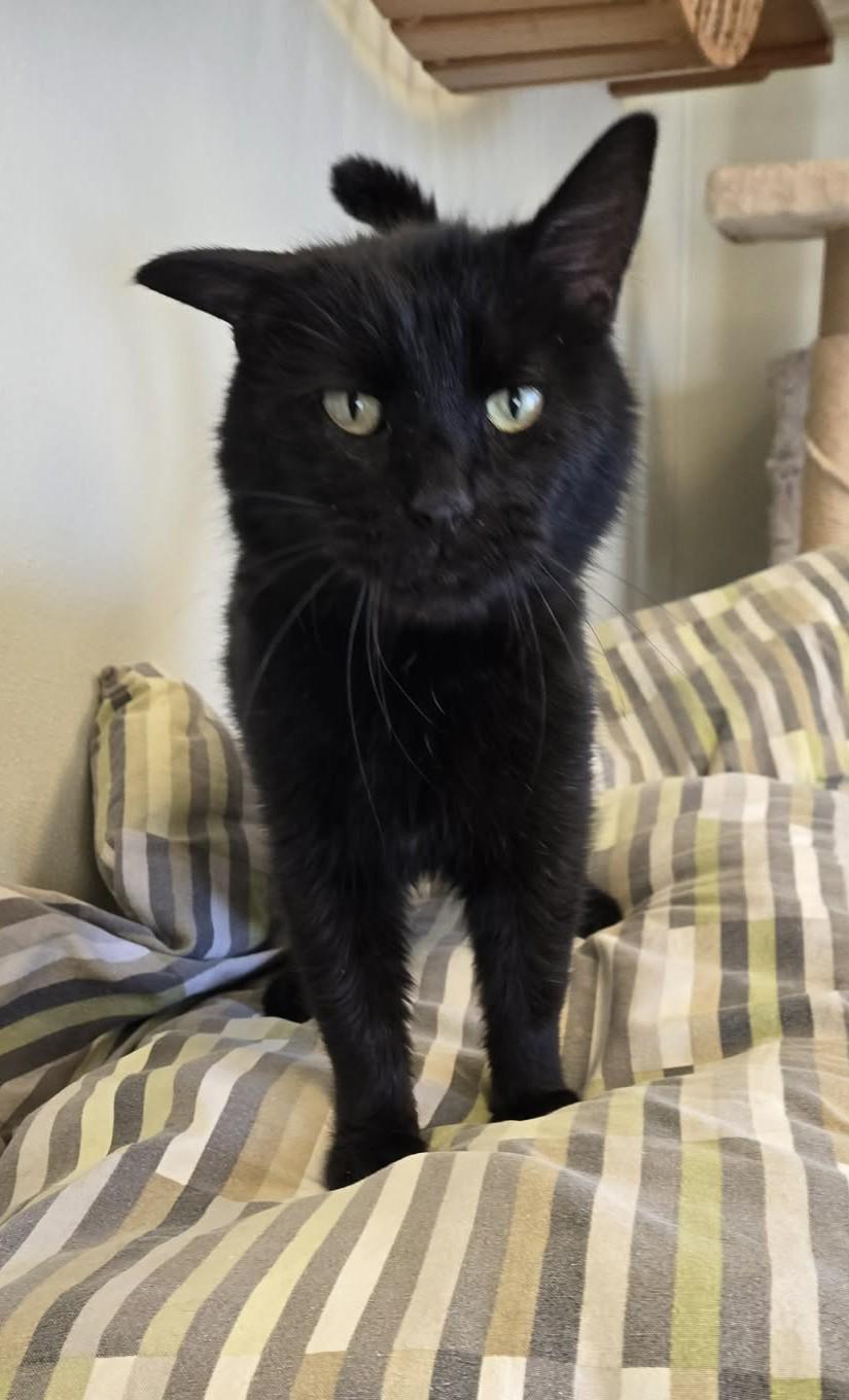 Enlarge Onyx, an adopted mixed breed in Larned, KS image 3/5