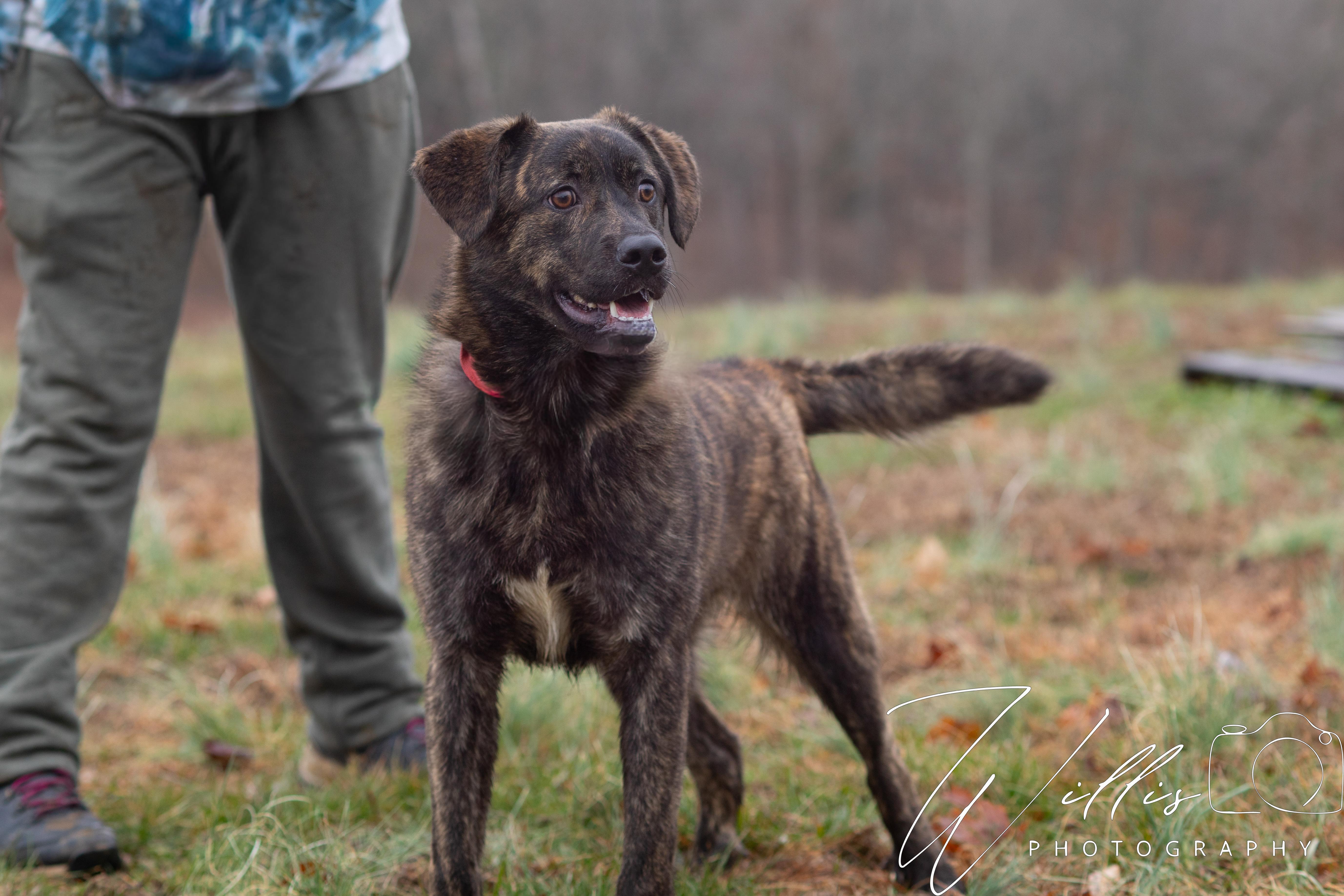 Bear💙SPONSORED ADOPTION , adoptable, Young Male Australian Shepherd.