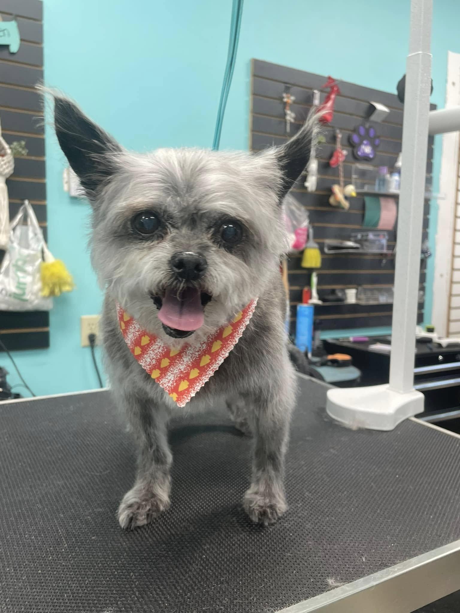 Buster Brown, Adopted, Senior Male Yorkshire Terrier.