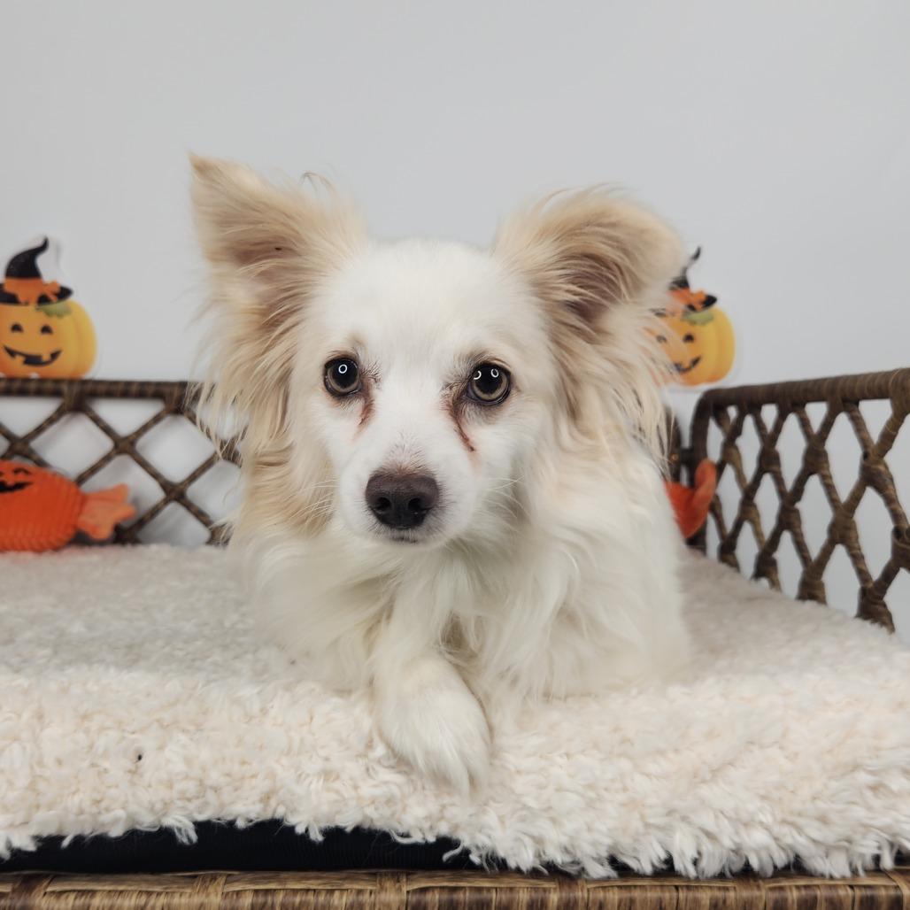 Tuffy, Adoptable, Adult Male Pomeranian & Chihuahua.