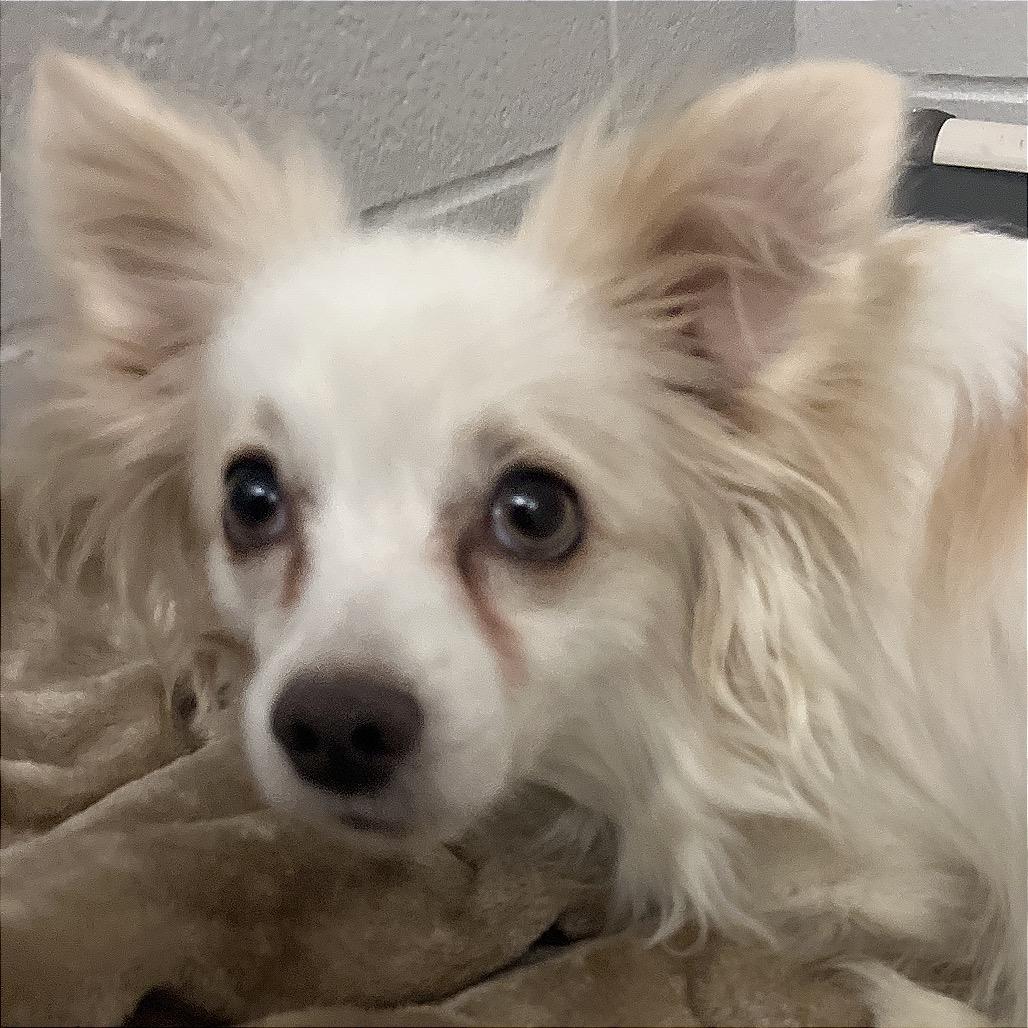 Enlarge Tuffy, a Adoptable mixed breed in Fort Wayne, IN image 2/4