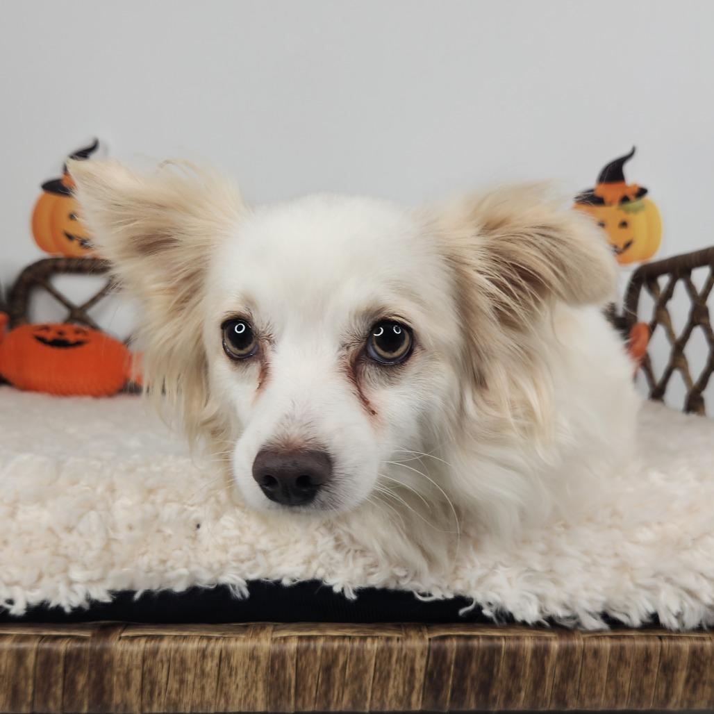 Enlarge Tuffy, a Adoptable mixed breed in Fort Wayne, IN image 3/4