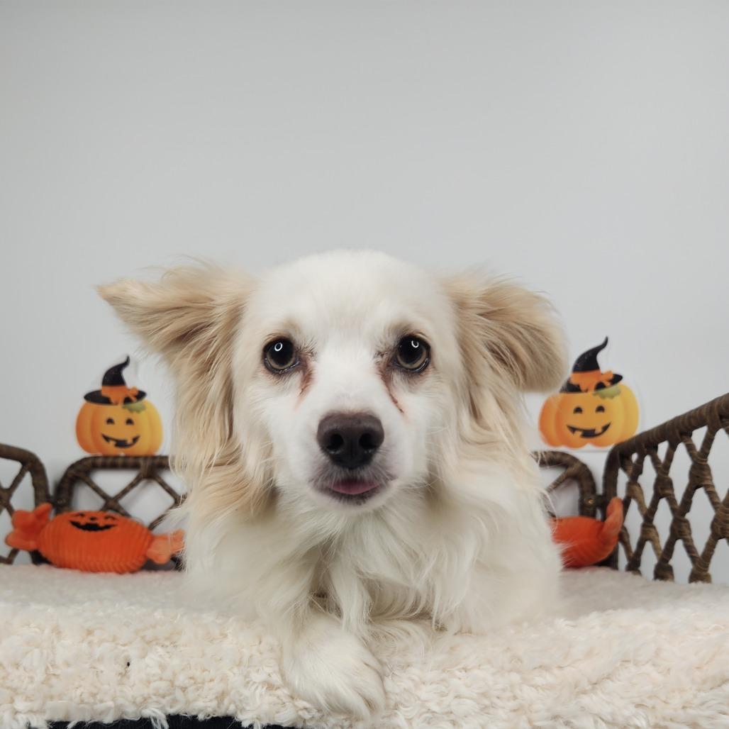 Enlarge Tuffy, a Adoptable mixed breed in Fort Wayne, IN image 4/4